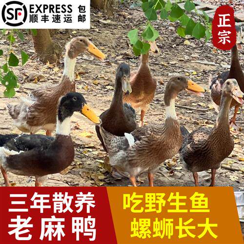 老鸭子土鸭生鲜正宗农家散养整只现杀新鲜水鸭肉草鸭老鸭麻鸭鸭子