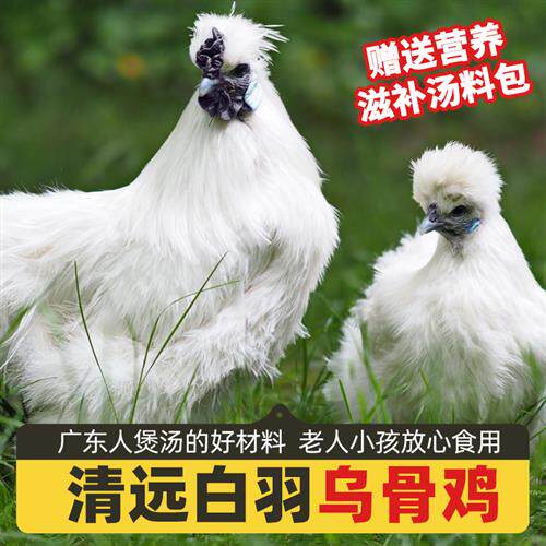 农家散养乌鸡竹丝鸡整只新鲜现杀白毛乌骨鸡白公鸡活鸡煲汤老乌鸡