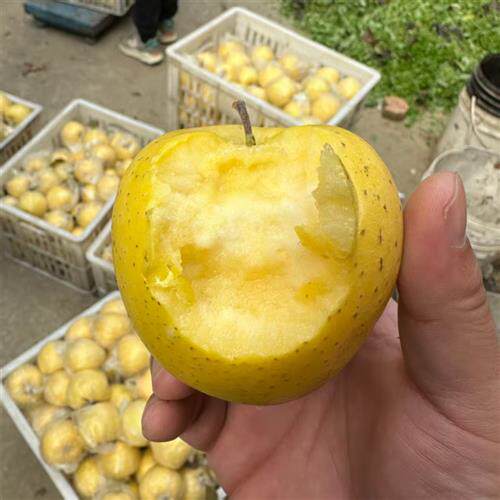 小时候的味道2025丰县正宗大沙河苹果宝宝果老金帅苹果 粉面甘甜