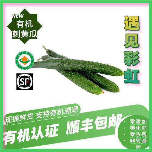 有机刺黄瓜 黄瓜 有机认证无农残新鲜蔬菜 炒菜凉拌沙拉生吃