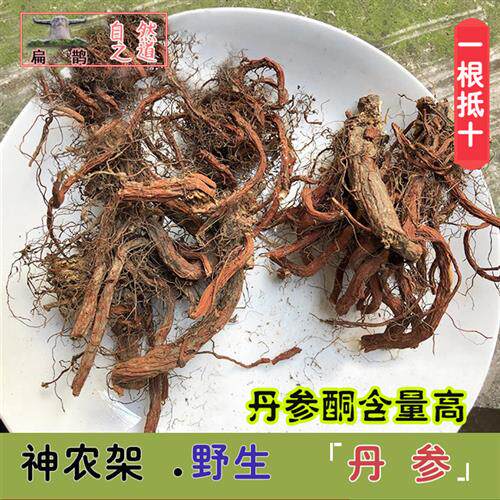 神农架 野生丹参个含量高250克山参紫红丹参片红根暖药药材 包邮