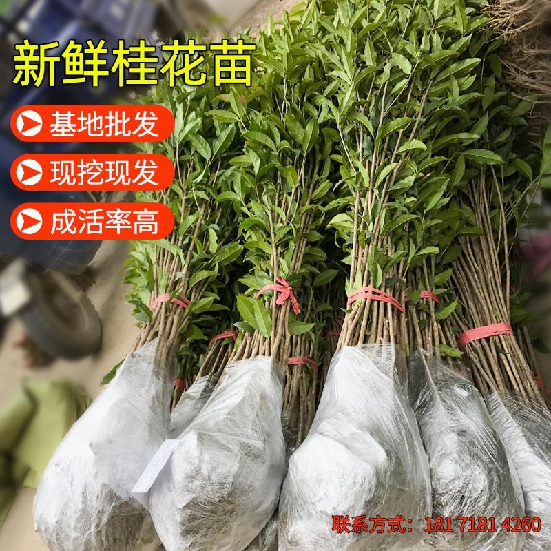植树节树苗金桂四季桂花树小数大树学校单位公司活动X好养易活绿