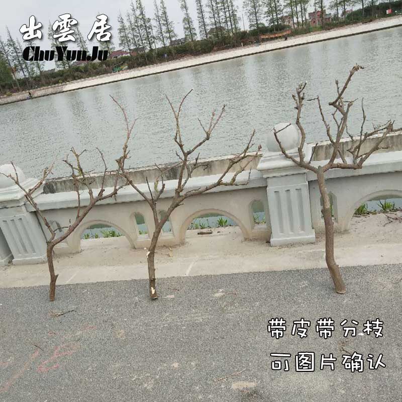 原木干枝分枝干树枝装饰树干枯z枝室内天花板挂灯插花挂件舞台摆
