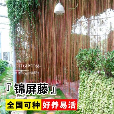 锦屏藤爬藤植物一帘幽梦苗攀援藤蔓地榕珠帘藤苗富贵帘种楼顶庭院