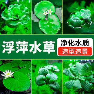 鱼缸一叶莲浮萍水草植物水芙蓉水上水培真草和鱼共养真草造景养鱼
