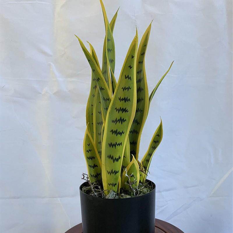 龙舌兰植盆栽室内虎外装饰植皮兰物盆无品牌/绿景高