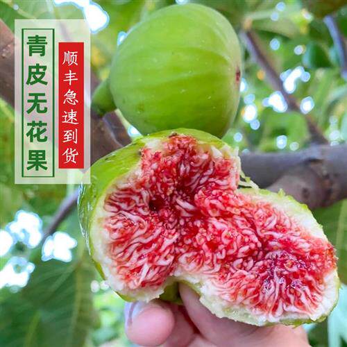 现货威海青皮无花果鲜果山东当季新鲜绿皮大果糖包子5斤顺丰
