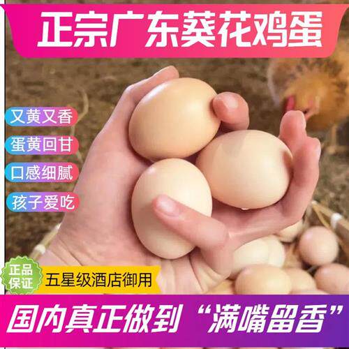 著名广东葵花鸡蛋 正宗农家散养土鸡蛋现捡发顺丰