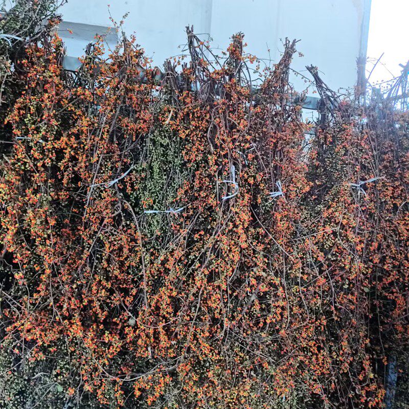 南蛇藤天然植物藤条枝软装民宿插花干花K花束树枝装饰桌面侘寂风