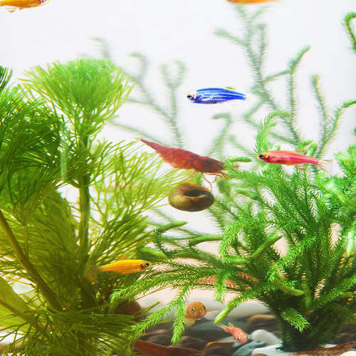 生态瓶水草小鱼缸玻璃办公桌面微景观生日情侣N礼物DIY作业免换水