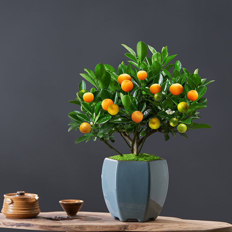 四季金桔树盆栽带果客厅招财植物室内花卉绿植橘子盆景好养年宵花