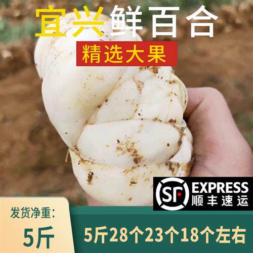 2025宜兴新鲜食用大百合5斤包邮宜兴特产纯农家天然小白合2500g