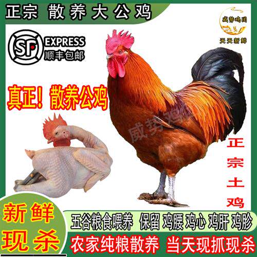 正宗大公鸡新鲜现杀大红公鸡农家散养土鸡整只走地鸡青脚鸡溜达鸡