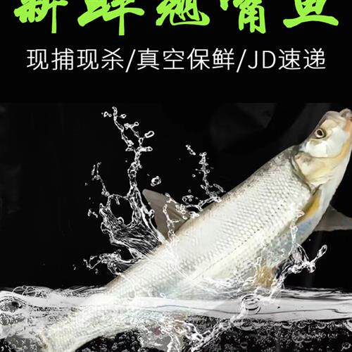 新鲜翘嘴鱼湖南湖区鲜活大白刁顺丰冷链白丝刁子鱼特色酒店招牌菜