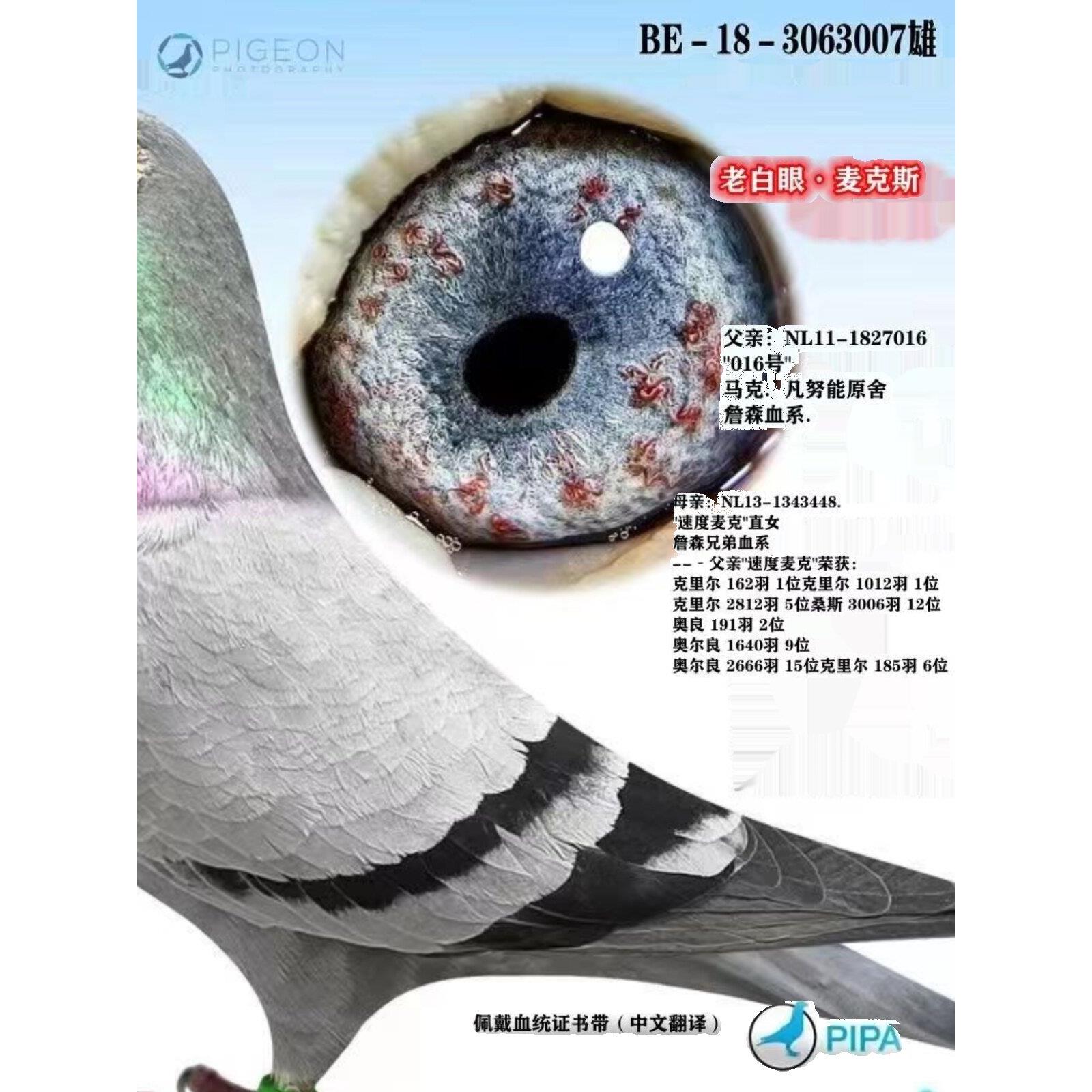 信鸽赛鸽种鸽成绩鸽比利时血统鸽公棚鸽子活体幼鸽特比大鼻子种鸽