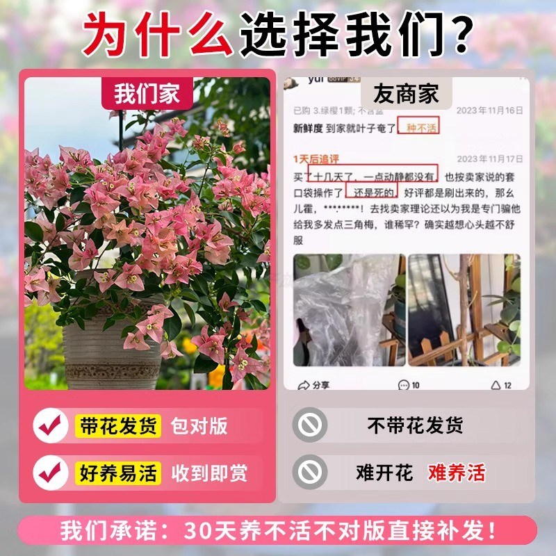 三角梅盆栽带花四季开花绿樱红缨重瓣老桩阳台绿植花卉植物室内花