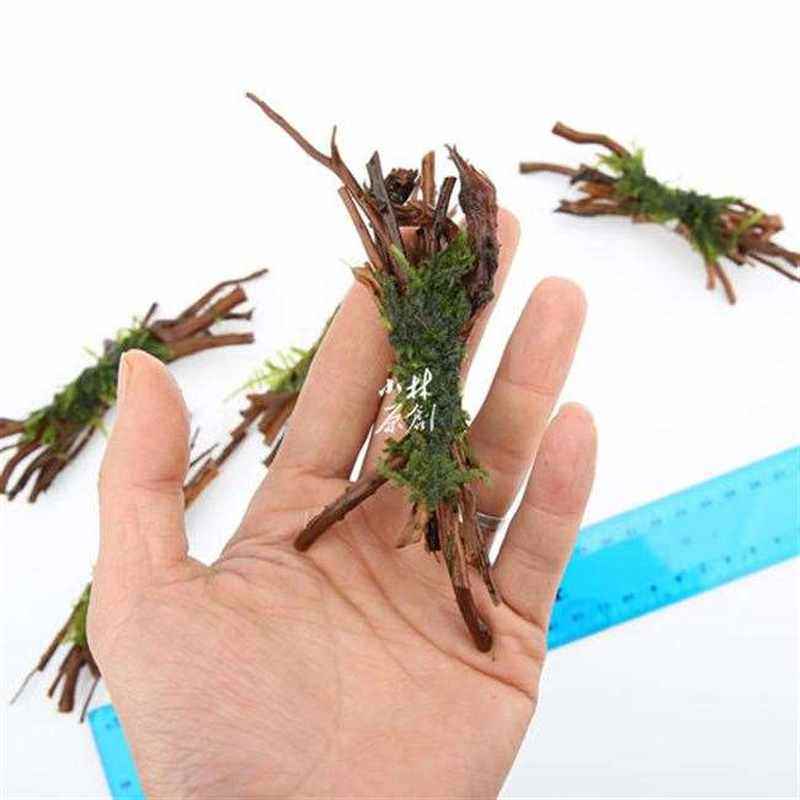 水草水晶造景细根细枝沉木捆定植莫G斯真观赏虾虾繁殖组躲避鱼缸