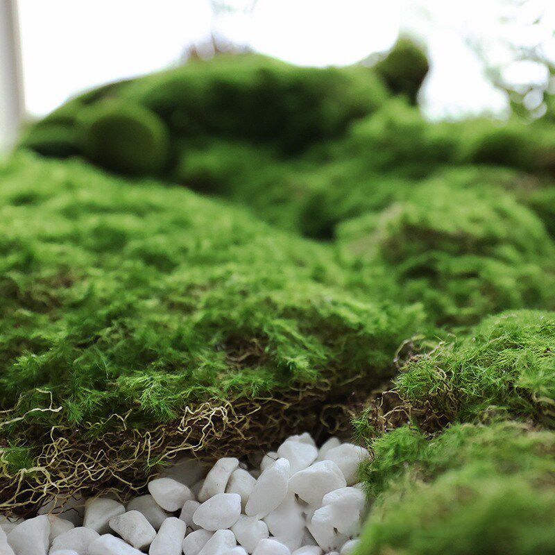 仿真苔藓草皮草坪植物墙景观橱窗绿植场景造景布置铺面装饰假苔藓