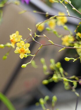 冬带多花苞梦香文心兰金黄色花苔藓球室内客厅茶几卧室花卉年宵花