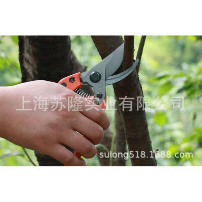 园工具手艺剪德无品牌/国狮牌1110412104/11109/12109枝剪修果/树