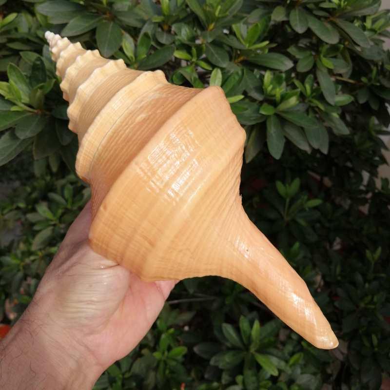天大海贝壳澳洲香螺长香螺螺号角居螺创意然家收藏F76556SJ橱窗摆