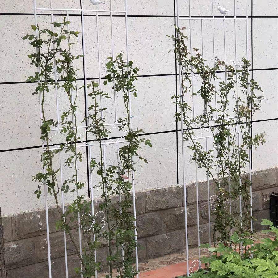 户美式乡村无品牌/花架爬外藤屋顶室外花架蔷园薇心形庭院弘智
