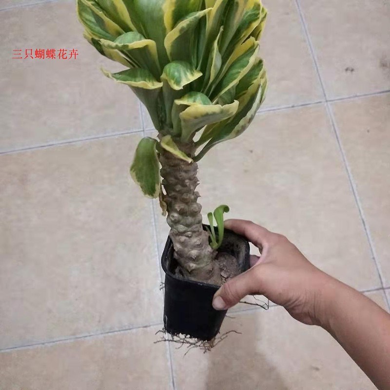 稀有扇贝麒麟锦大戟科沙s漠沙生植物仙人掌多肉植物阳台庭院绿植