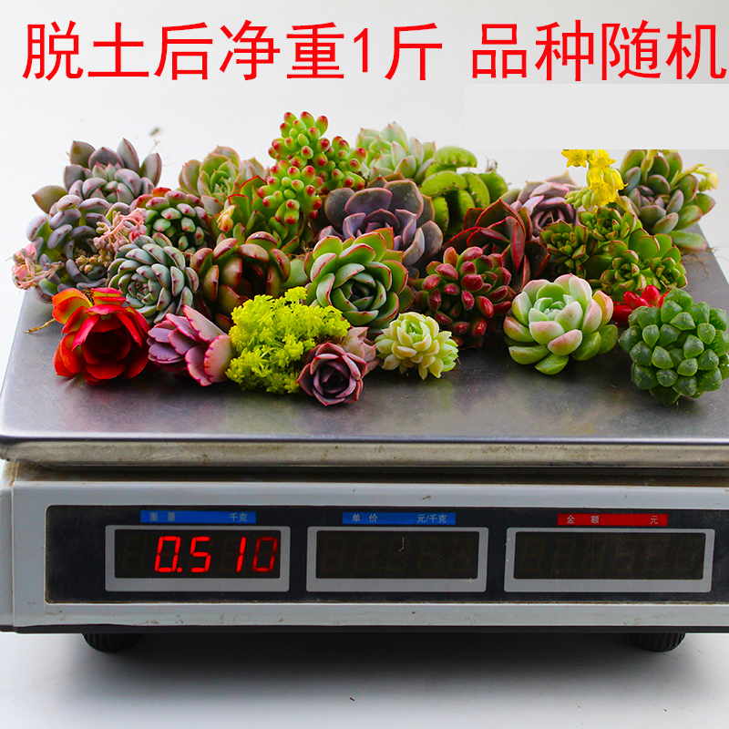 稀有巨型多肉一箱论按斤s卖1斤多年生颗肉嘟嘟室内植物组合称套餐