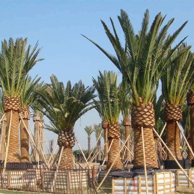加拿利海c枣高杆树苗  棕榈树 绿化行道林木 棕树 大型庭院海枣树