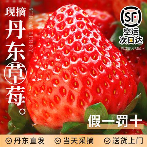丹东99草莓新鲜水果应当季红颜奶油现货九九牛奶大整箱3顺丰包邮