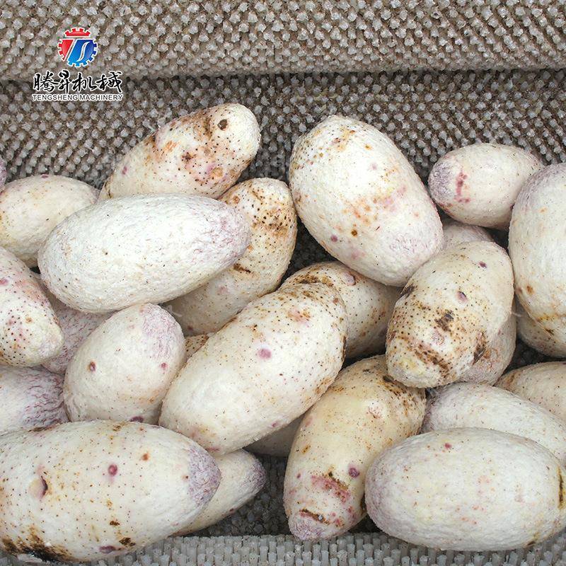 现货洗大产直量土豆销清洗去皮机马蹄清洗XEI机潍县萝卜清机