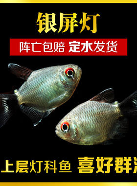 热带鱼观赏鱼灯科鱼群游银屏灯企鹅球灯赤目红眼屏球体活体