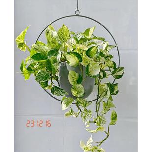 快乐叶子办公室长藤垂吊花叶绿萝盆栽好养办公室内桌面植物