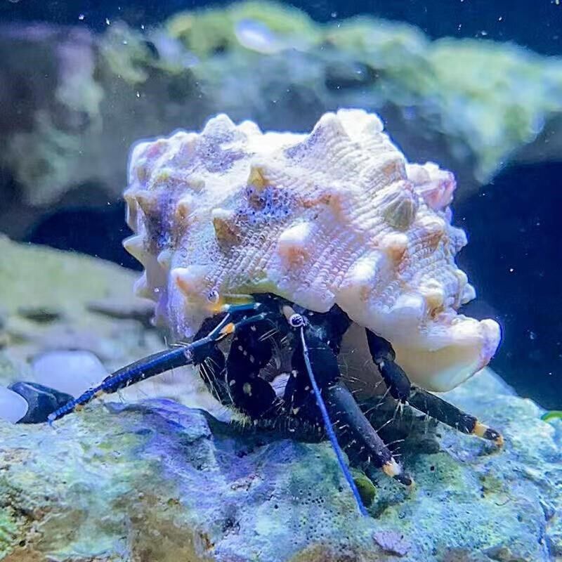 寄居蟹海水 非淡水陆生 观赏v蟹 海缸小宠 耐活 新手 除藻清理残