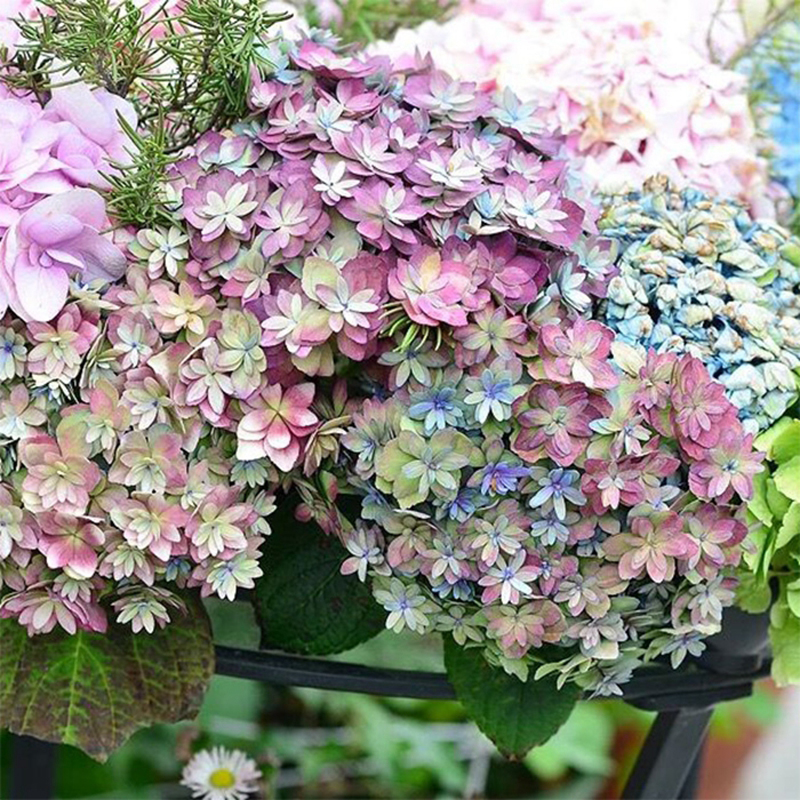 海蒂的花园 复古腔调大花重瓣绣球可调色阳台庭院花卉植物盆栽苗