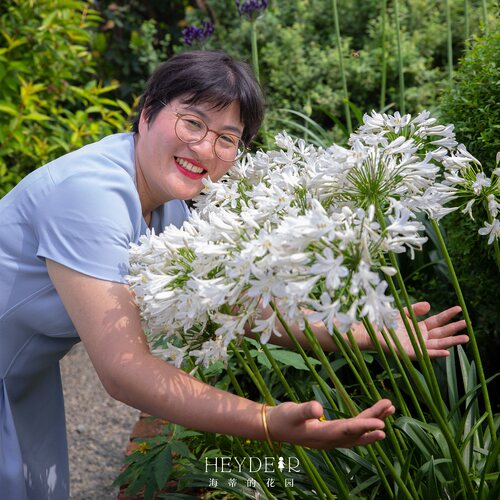 海蒂的花园百子莲花卉盆栽苗多年生草本花卉耐热好养阳台庭院植物