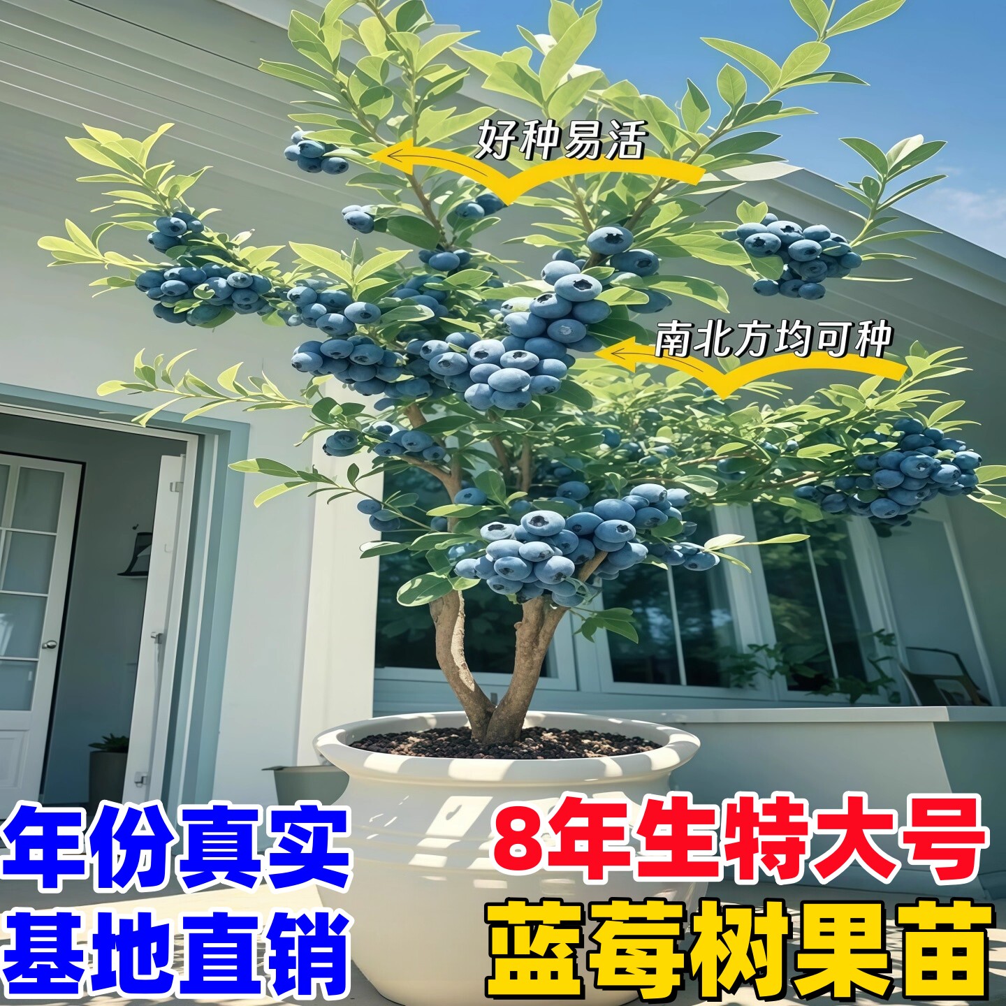 蓝莓树果苗l25盆栽特大号f6蓝莓苗南方北方种植奥尼尔 蓝梅树树苗