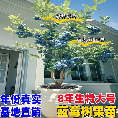 蓝莓树果苗l25盆栽特大号f6蓝莓苗南方北方种植奥尼尔 蓝梅树树苗
