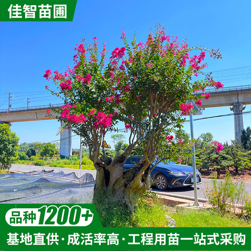 红火箭紫薇树苗百日红现货批发