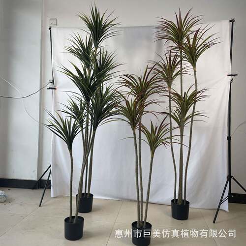 仿真龙血树盆栽室内jm231205装摆件荷饰兰铁商场酒店橱窗造千景年