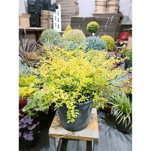 蓝色波尔瓦蓝湖柏花镜植物庭院花箱地栽多年生耐寒耐热养护很简单