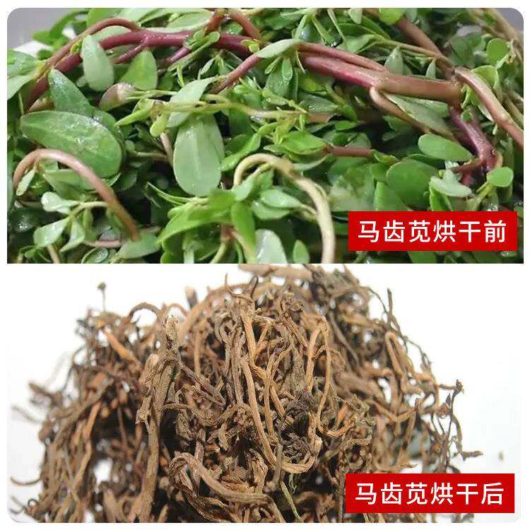 全自动烘马芷菜烘干机菜麻绳五37行草烘型干设备小马齿苋干机
