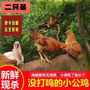 正宗现杀皖南农家散养土鸡童子鸡小公鸡未打鸣土鸡走地鸡仔鸡草鸡
