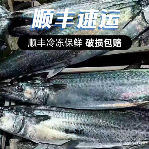 青岛原产地大鲅鱼蓝点马鲛鱼新鲜冷冻锁鲜顺丰冷链发货4-20斤