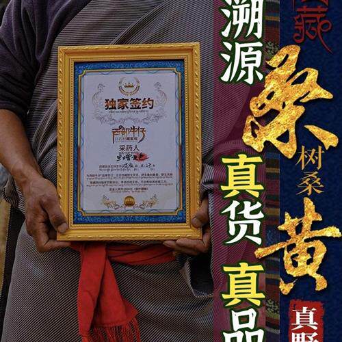 25-60年正宗西藏野生正品桑黄灵芝养生茶保真品整块特级(碎块)