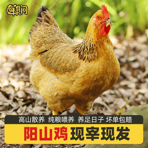 正宗清远阳山鸡土鸡农家散养走地鸡鸡项整只新鲜现杀老母鸡大扇鸡