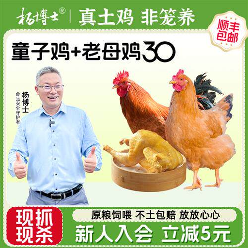 30型母鸡+童子鸡杨博士正宗皖南深山生态散养土鸡新鲜现杀整鸡