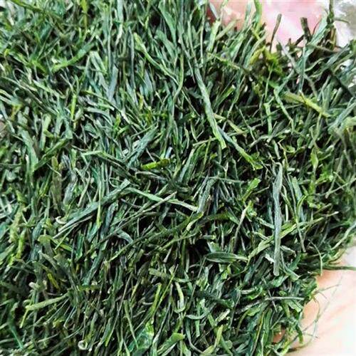 恩施茶玉露2025年明前头采新茶湖北绿茶恩施蒸青贡芽三峡茗茶
