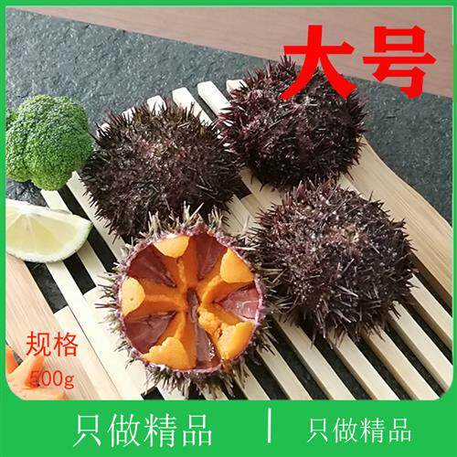 大连海鲜小平岛黄金虾夷马粪海胆鲜活小平岛黑海胆鲜活黄胆紫海胆