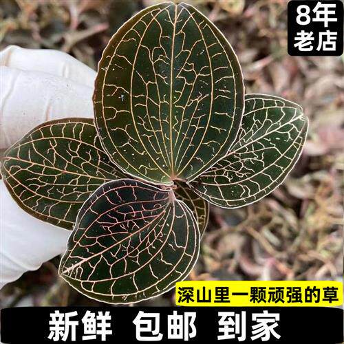 福建南靖新鲜金线莲鲜品仿野生林下生态种植15个月食用天然农产品